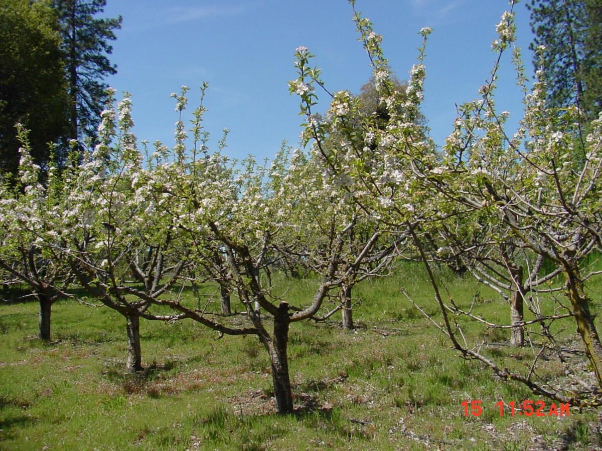 Apple Blossom Inn Yosemite Ahwahnee Esterno foto